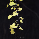 Meiji Shrine Autumn Leaves 明治神宮　秋葉