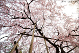spring_shidaresakura_08.jpg