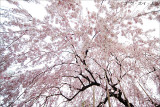 spring_shidaresakura_10.jpg