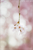 spring_shidaresakura_11.jpg