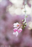 spring_shidaresakura_12.jpg