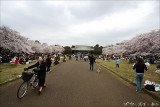 spring_sakura_25.jpg