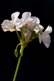 White Geranium  ~  August 15