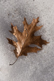 Winter Leaf  ~  March 21 