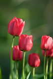 Red Tulips  ~  May 10