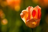 Orange Tulip  ~  May 13