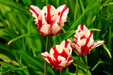 Red & White Tulips  ~  May 20