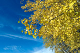 Birch Fall  ~  October 20  [12]