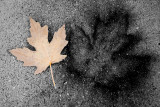 Concrete Leaf Impressions  ~  October 21  [7]