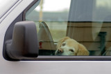 Doggone Drivers!  ~  November 27  [6]