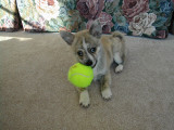 Bobbys new lap dog 2.jpg