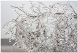 IMG_4403.Ice Storm.jpg