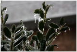 IMG_4415.Ice Storm.jpg
