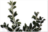 IMG_4423.Ice Storm.jpg