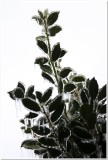 IMG_4430.Ice Storm.jpg