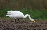 Whooper Swan
