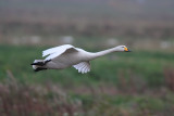 Whooper Swan
