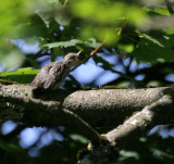 Grauschnpper / Spotted Flycatcher