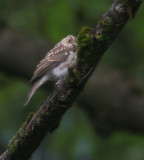Grauschnpper / Spotted Flycatcher