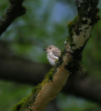 Grauschnpper / Spotted Flycatcher