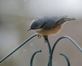 Kleiber / Eurasian Nuthatch