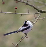 Schwanzmeise / Long-tailed Bushtit