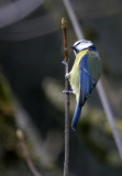 Blaumeise / Blue Tit