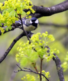 Kohlmeise / Great Tit