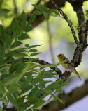 Girlitz /  European Serin