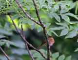 Rotkehlchen / European Robin