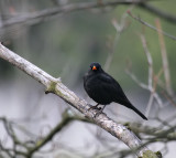 Amsel / Common Blackbird