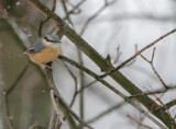 Kleiber / Eurasian Nuthatch