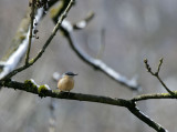 Kleiber / Eurasian Nuthatch