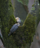 Kleiber / Eurasian Nuthatch