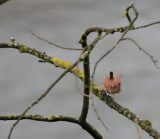 Zaunknig / Winter Wren