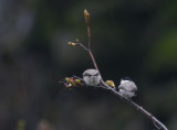 Sumpfmeise / Marsh Tit