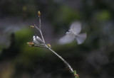 Sumpfmeise / Marsh Tit