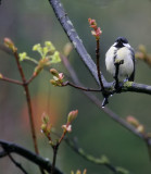 Kohlmeise / Great Tit