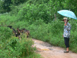 Black goats going home