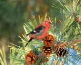 white-wing crossbill Image0051.jpg