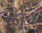 great horned owl Image0055.jpg