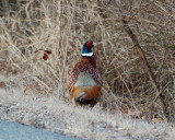 ring-necked pheasant .jpg