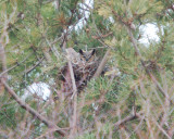 great horned owl.jpg