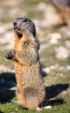 Une Marmotte des Hautes Alpes