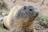 Une Marmotte des Hautes Alpes