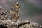 Une Marmotte des Hautes Alpes