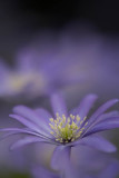 Anenome Blanda Blue