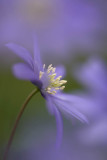 Anenome Blanda Blue