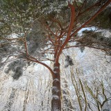 Scots Pine in the snow
