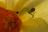 Face-off in a Daffodil